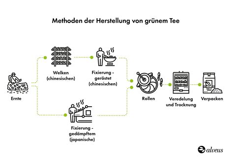 Infografik mit den wichtigsten Inhaltsstoffen von grünem Tee und deren vermuteten Wirkungen