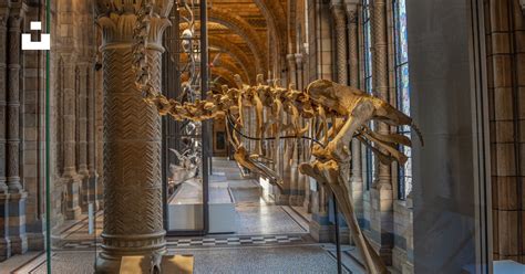 Skelett eines Dinosauriers in einem Museum