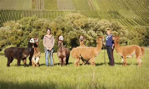 Eine Familie spaziert mit Alpakas durch eine grüne Landschaft