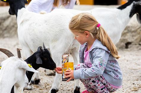 Kinder streicheln Ziegen in einem Streichelzoo
