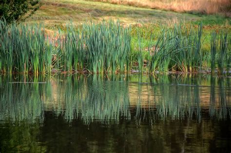 Lehrtafel in einem Naturschutzgebiet mit Blick auf einen Teich und Schilf