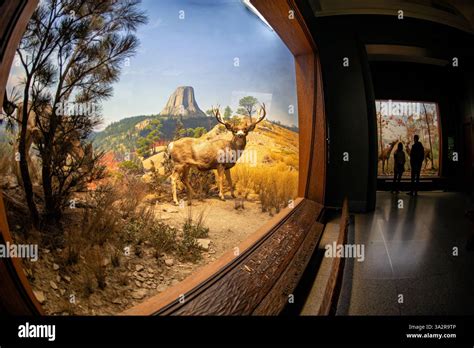 Diorama mit präparierten Tieren in ihrem natürlichen Lebensraum im Museum