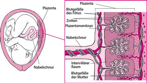 Schema der Plazenta und des Blutkreislaufs zwischen Mutter und Fötus, das die Weitergabe von Alkohol zeigt.