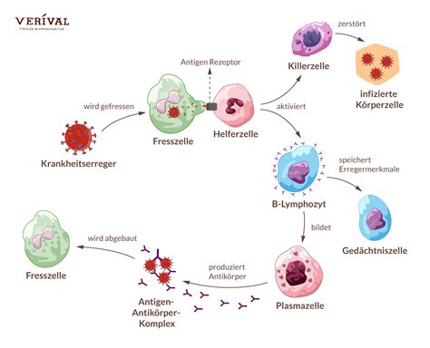Infografik: Ablauf einer immunologischen Untersuchung im Kinderwunschbereich