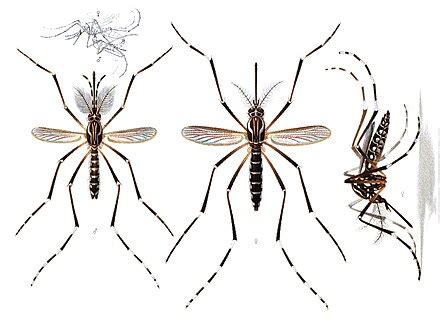Illustration einer Stechmücke der Gattung Aedes.