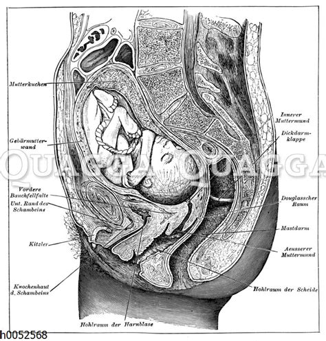 Schematische Darstellung des Muttermunds und des Gebärmutterhalses