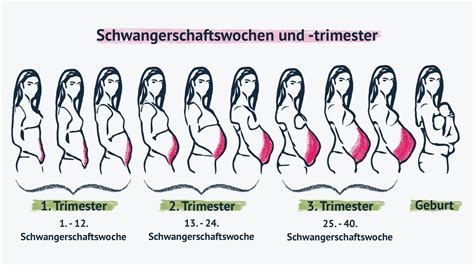 Grafik, die die Schwangerschaftswochen zur Einteilung von Frühchen zeigt (z.B. bis 37. SSW = Frühchen, 37.-42. SSW = Termingeburt)