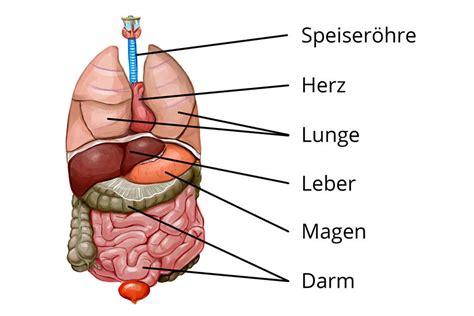 Illustration, die die wichtigsten Organe eines Frühchens zeigt, die noch Unterstützung benötigen (Lunge, Gehirn, Verdauungssystem)