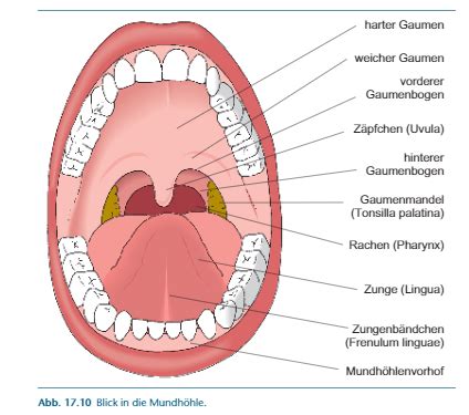Schema der natürlichen Entwicklung von Gaumen, Zähnen und Zahnfleisch bei Babys.