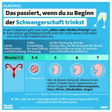 Infografik: Wie Alkohol das ungeborene Kind schädigt