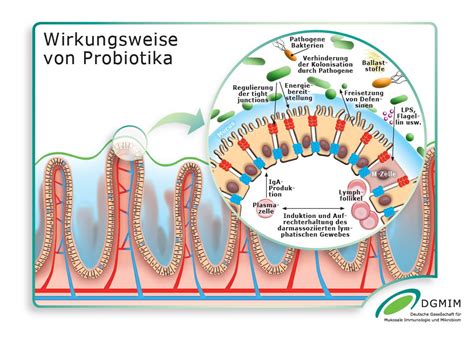 Schema der Wirkungsweise von Probiotika im Darm eines Babys