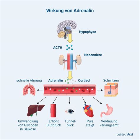 Schema, das den Refluxmechanismus und die Wirkung von BEBA AR erklärt
