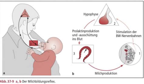 Infografik, die die positiven Effekte des Stillens auf die Mutter-Kind-Gesundheit bei Schwangerschaftsdiabetes darstellt