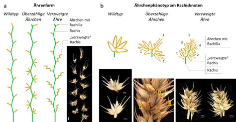 Schematische Darstellung der verschiedenen Schritte der 