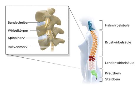 Schema der Wirbelsäule mit Markierung des Periduralraums