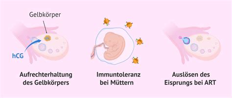 Strukturformel von Humanem Choriongonadotropin (hCG)