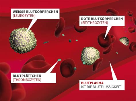 Schematische Darstellung des Rhesusfaktors auf roten Blutkörperchen