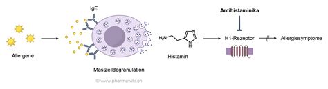 Darstellung der Wirkung von Anti-D-Immunglobulinen