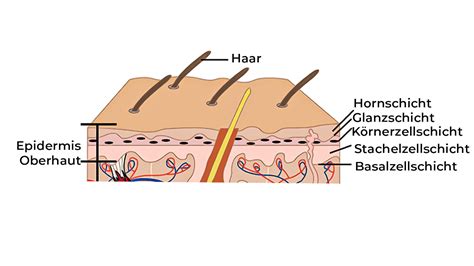 Schema zur korrekten Anwendung des SISARE Gels auf der Haut