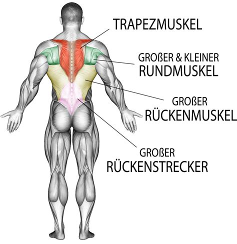 Grafik, die die Entwicklung der Rückenmuskulatur bei Babys von der Geburt bis zum eigenständigen Sitzen zeigt.