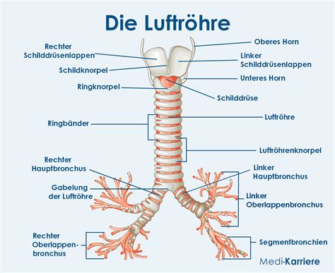 Schema der Luftröhre eines Babys mit einer blockierenden Weintraube
