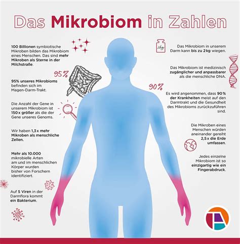Darstellung des menschlichen Darms mit Fokus auf das Mikrobiom und dessen Einfluss auf den Körper