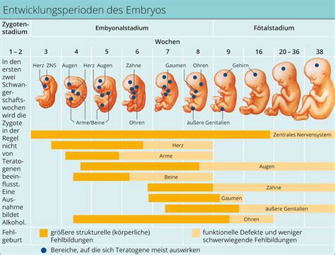 Grafik, die die Entwicklung eines Babys im Wasser zeigt