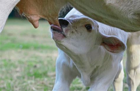 Nahaufnahme eines winzigen Koala-Babys, das sich an eine Zitze saugt