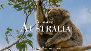 Eine Karte, die die Gefahrenzonen für Koalas in Australien zeigt