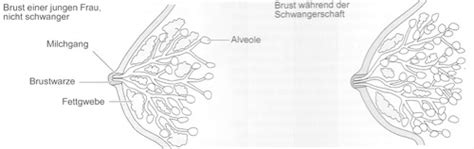 Schema der Brust mit Milchgängen und Brustwarze