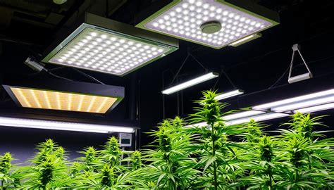 Schema zur optimalen Aufhängehöhe von LED-Lampen für Cannabis