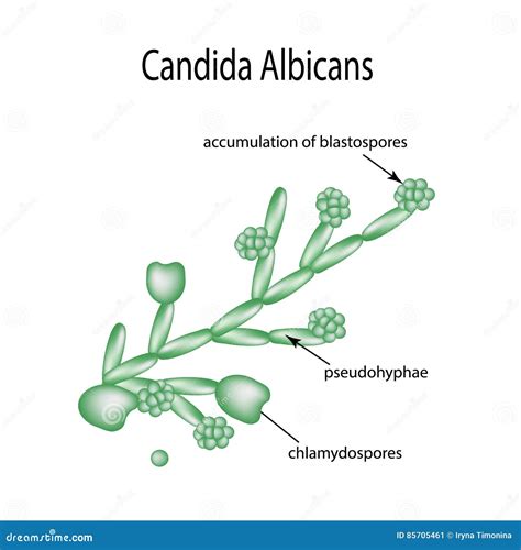 Schema des Hefepilzes Candida albicans