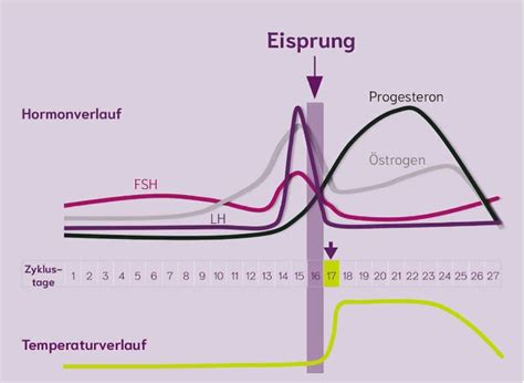 Schematische Darstellung des Hormonhaushalts während der Schwangerschaft