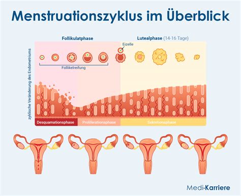 Infografik, die verschiedene hormonelle Einflüsse im weiblichen Körper darstellt (z.B. Menstruationszyklus, Schwangerschaft, Menopause)