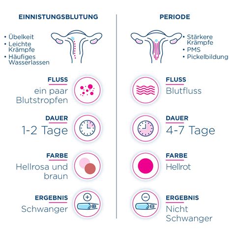 Illustration einer Einnistungsblutung