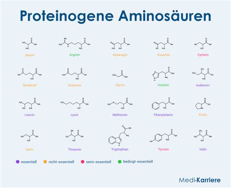 Grafik, die die verschiedenen Aminosäuren und ihre Rolle bei der Proteinherstellung zeigt