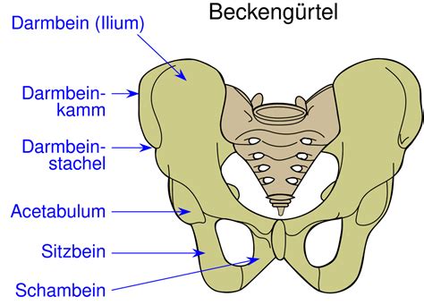 Illustration des weiblichen Beckens mit Hervorhebung des Damms und der umliegenden Strukturen