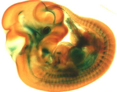 Mikroskopische Aufnahme eines frühen Embryos mit schlagendem Herzen