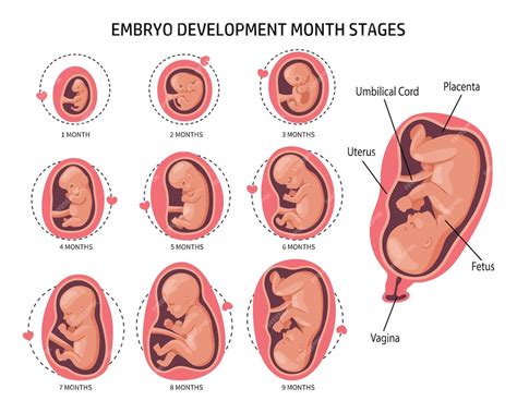 Vergleich von Embryo- und Fötusgröße im Verhältnis zum Kopf