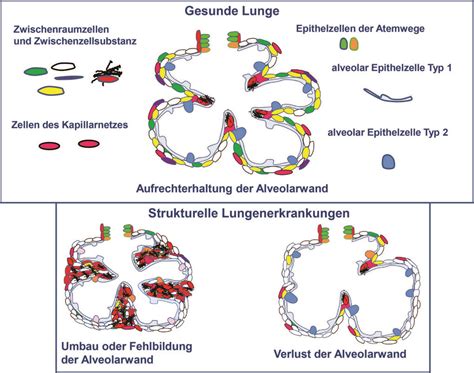 Schematische Darstellung der Lungenentwicklung mit Surfactant