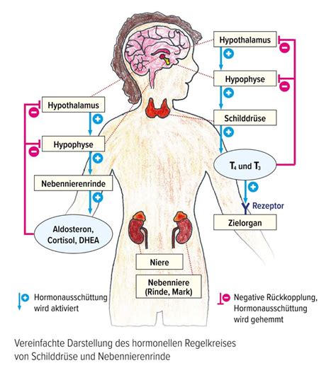 Grafische Darstellung des PCO-Syndroms mit Hervorhebung der betroffenen Organe und hormonellen Zusammenhänge.