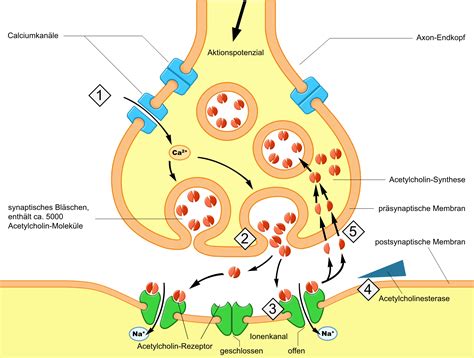 Schema zur Wirkungsweise von Clotrimazol auf die Pilzzellmembran