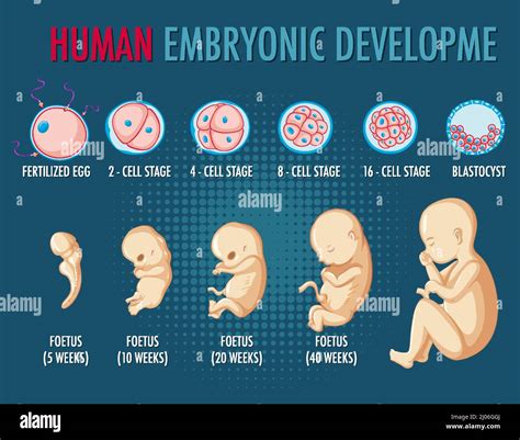 Infografik: Entwicklung des Embryos in der 8. Schwangerschaftswoche mit Hervorhebung von Herzschlag, Gliedmaßen und Organanlagen