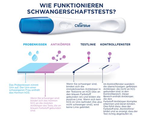 Infografik zur Funktionsweise eines Schwangerschaftstests mit hCG-Nachweis