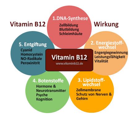Infografik, die die wichtigsten Funktionen von Vitamin B12 im Körper darstellt