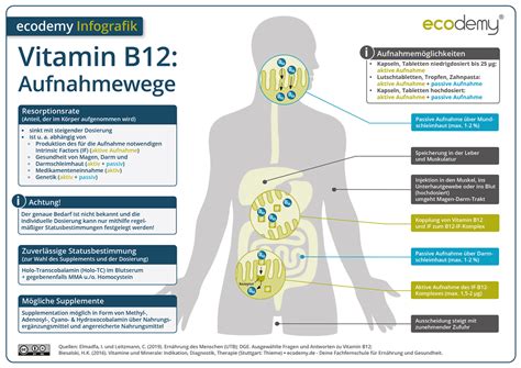 Schema, das die Aufnahme von Vitamin B12 im Verdauungstrakt zeigt und potenzielle Störfaktoren hervorhebt