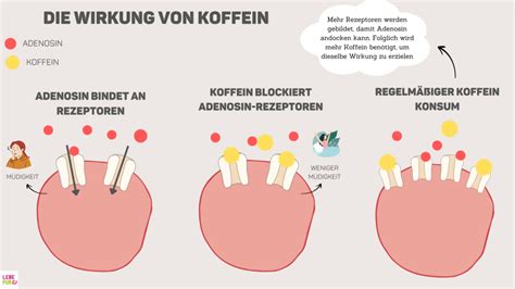 Infografik zur Wirkung von Koffein auf die Hirnentwicklung von Frühgeborenen