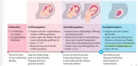 Schema des Geburtsverlaufs mit Eröffnungs-, Übergangs-, Austreibungs- und Nachgeburtsphase