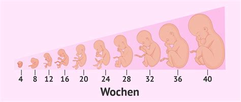 Illustration, die die Entwicklung des Saugbedürfnisses von Babys zeigt