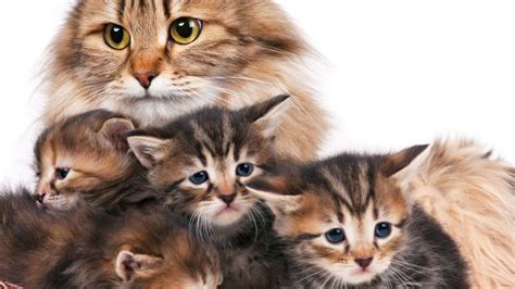 Schema mit den wichtigsten Gründen, warum Katzen ihre Jungen verlassen: Krankheit der Mutter, menschlicher Geruch, Stress, Unerfahrenheit.